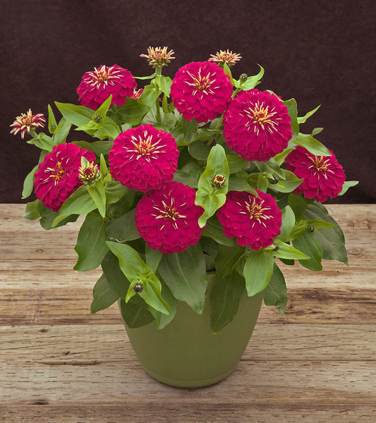 Zinnia Seeds Zinnia Preciosa Rose 25 Flower Seeds