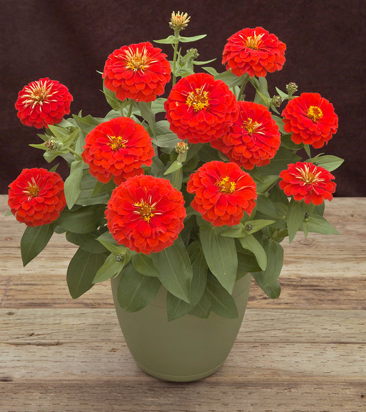 Zinnia Seeds Preciosa Scarlet 15 thru 500 Bulk Flower Seeds