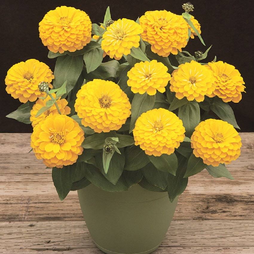 Zinnia Seeds Zinnia Preciosa Yellow Bulk Flower Seeds