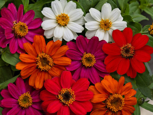 50 Zinnia Seeds Zinnia Profusion Four Colors Mix