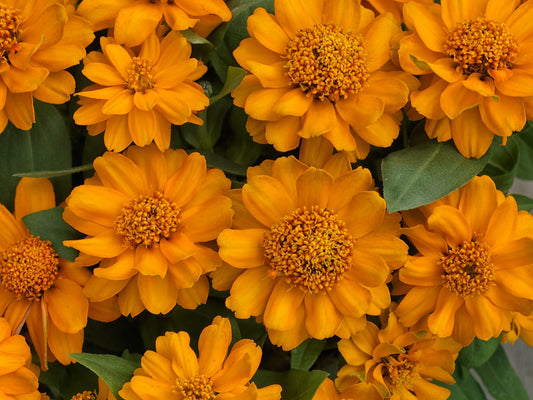 Flower Seeds Profusion Double Golden 15 thru 250 Zinnia Seeds