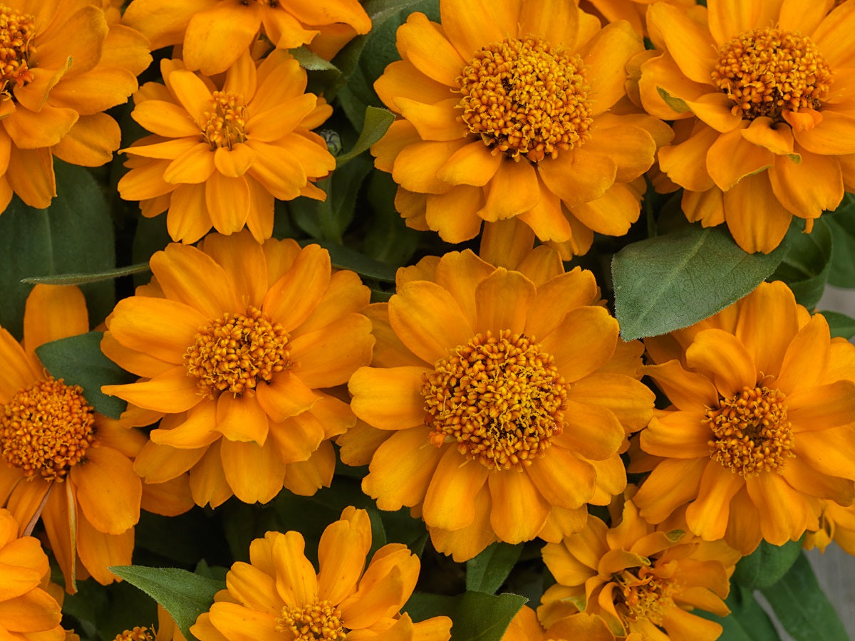 25 Zinnia Seeds Profusion Double Golden