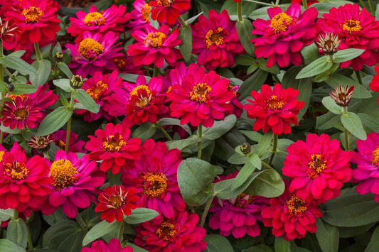 25 Zinnia Seeds Profusion Double Hot Cherry