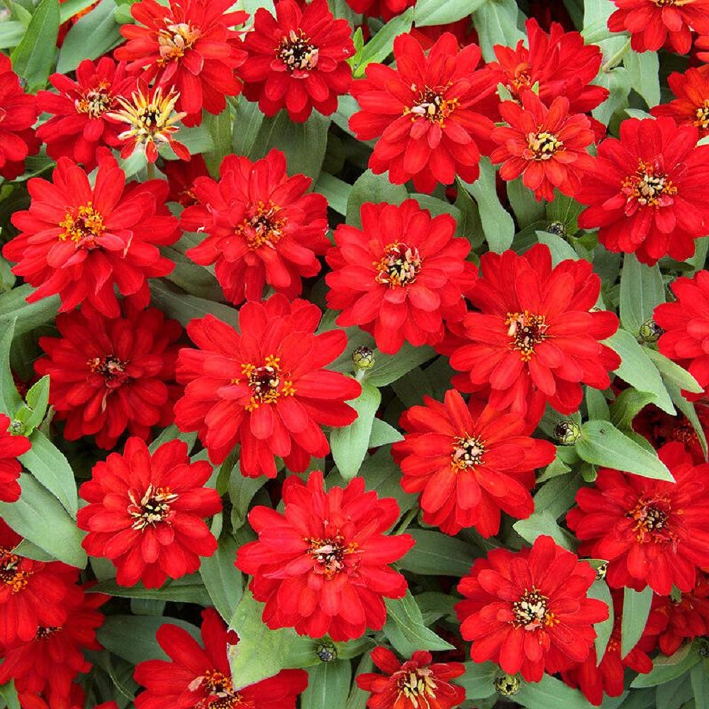 Profusion Double Red 25 Zinnia Seeds