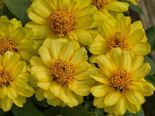 Flower Seeds Profusion Double Yellow 15 thru 250 Zinnia Seeds