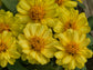 25 Zinnia Seeds Profusion Double Yellow