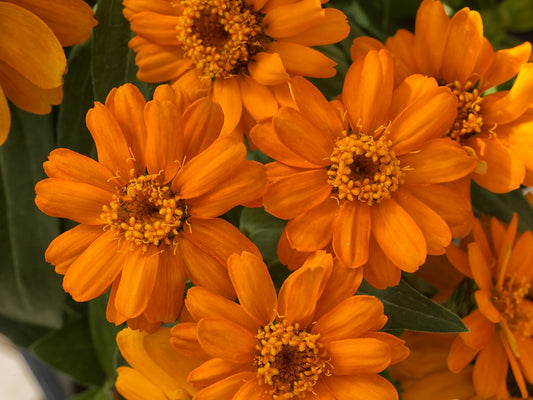 Zinnia Seeds Zinnia Profusion Orange 15 thru 250 Seeds