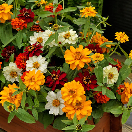 Zinnia Seeds Zinnia Profusion Three Colors Mix 15 thru 250 Seeds