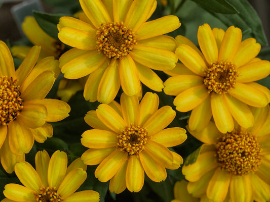 Zinnia Seeds Zinnia Preciosa Yellow 25 Flower Seeds