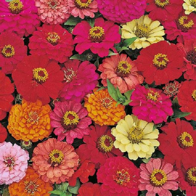 Zinnia Seeds Pulcino Mix 25 thru 250 Bulk Flower Seeds