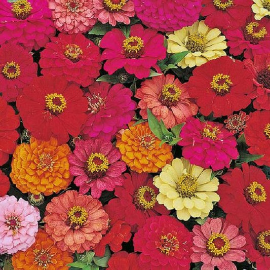 Zinnia Seeds Pulcino Mix 25 thru 250 Bulk Flower Seeds
