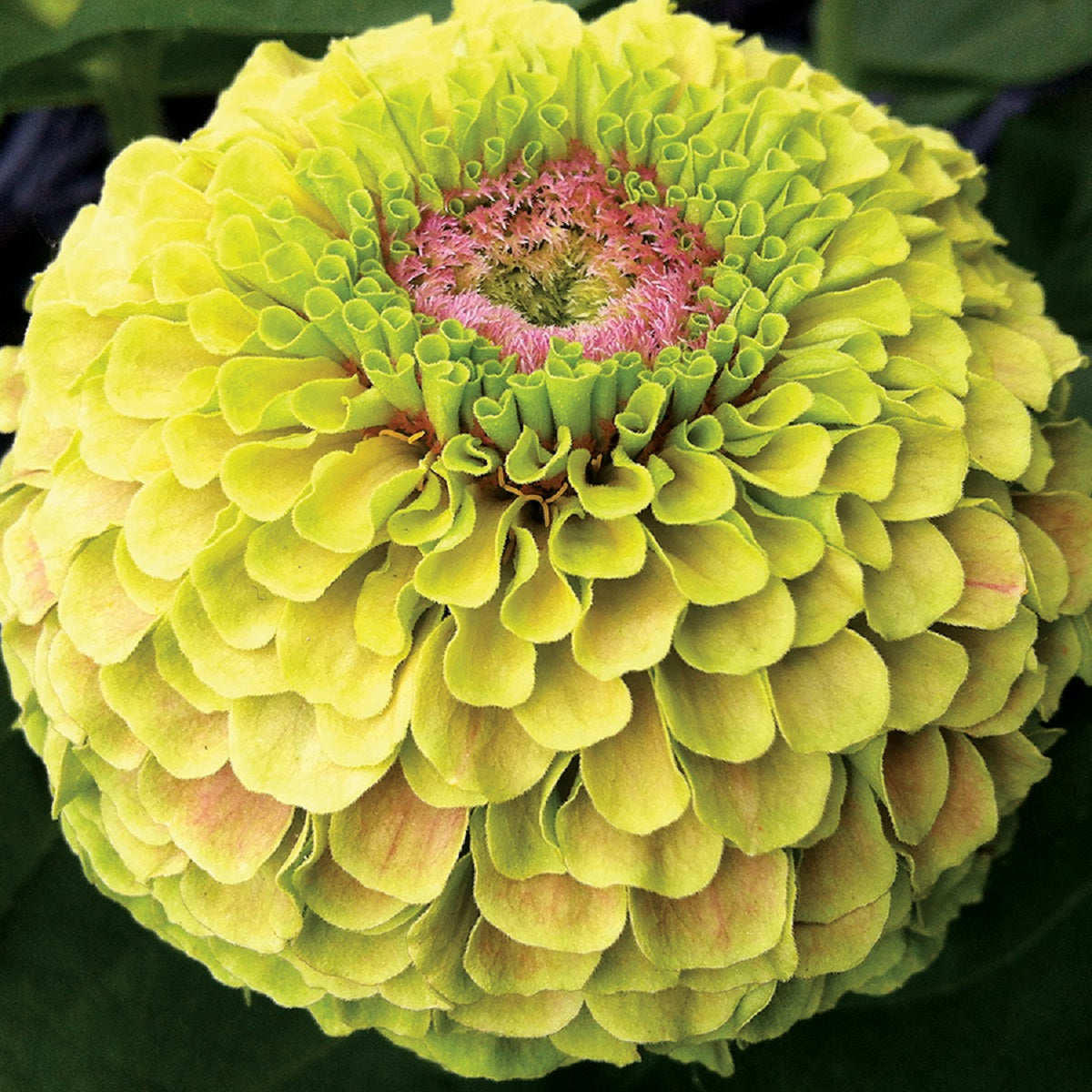 Zinnia Seeds Queeny Lime Blotch 25 Flowers Seeds Great Cut Flower ...