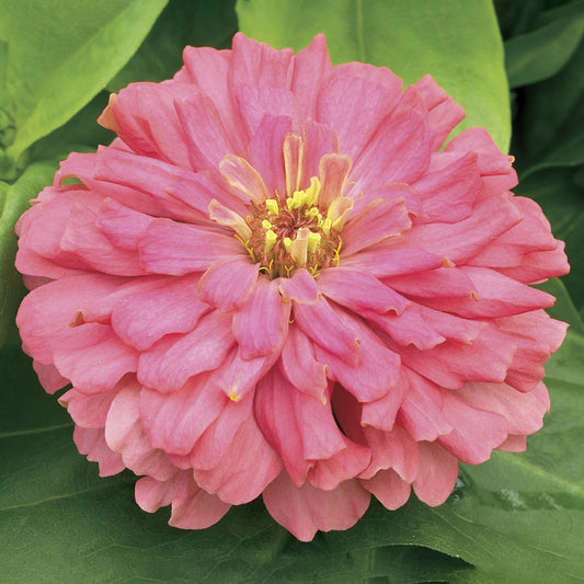 Zinnia Seeds Zinnia Short Stuff Coral 25 Flower Seeds
