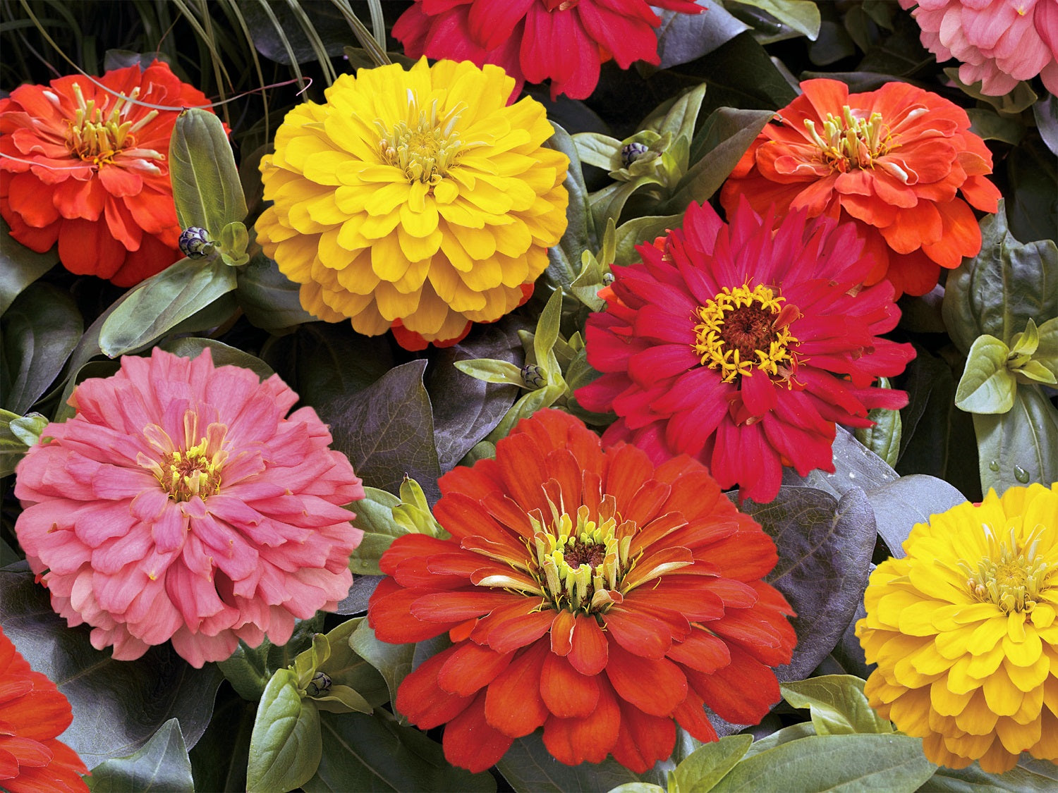 Flower Seeds Zinnia Seeds Zinnia Short Stuff Fire Mix