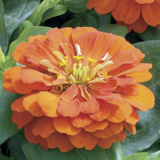 Zinnia Seeds Zinnia Short Stuff Orange 25 Flower Seeds