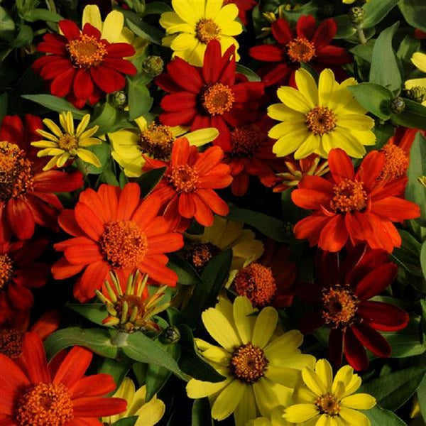 Zinnia Seeds Zinnia Zahara Bonfire Mix Bulk Seeds
