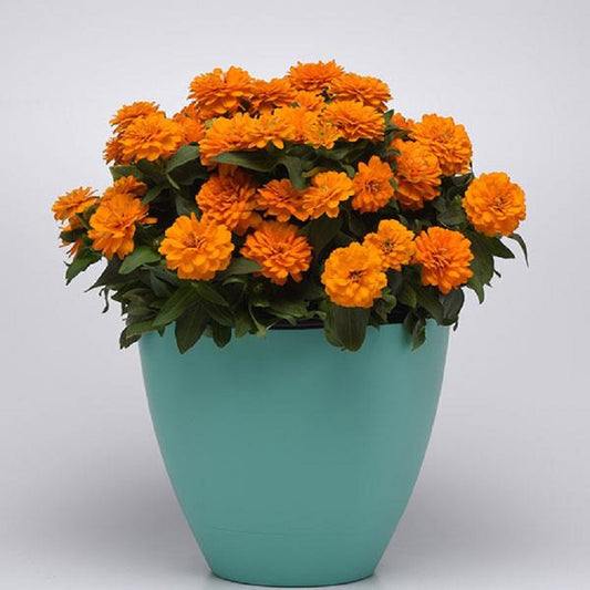 Zinnia Seeds 15 thru 100 Bulk Seeds Zinnia Zahara Double Orange