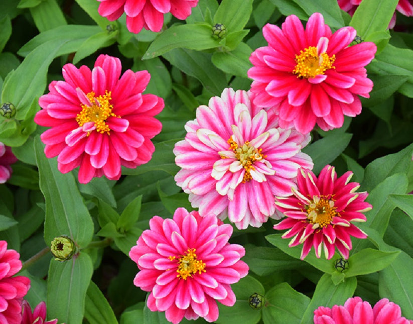 Zinnia Seeds Zahara Double Raspberry Ripple Bulk Seeds