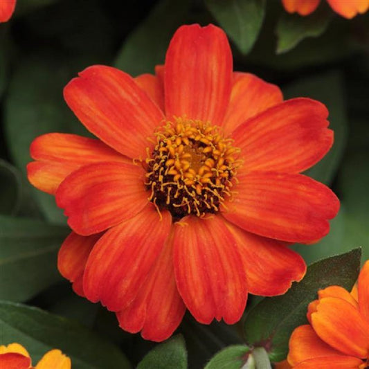 Zinnia Seeds Zahara Fire 15 thru 100 Bulk Seeds