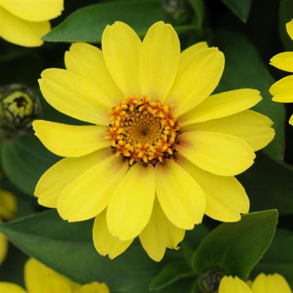 Zinnia Seeds Zahara Yellow 15 thru 100 Bulk Seeds